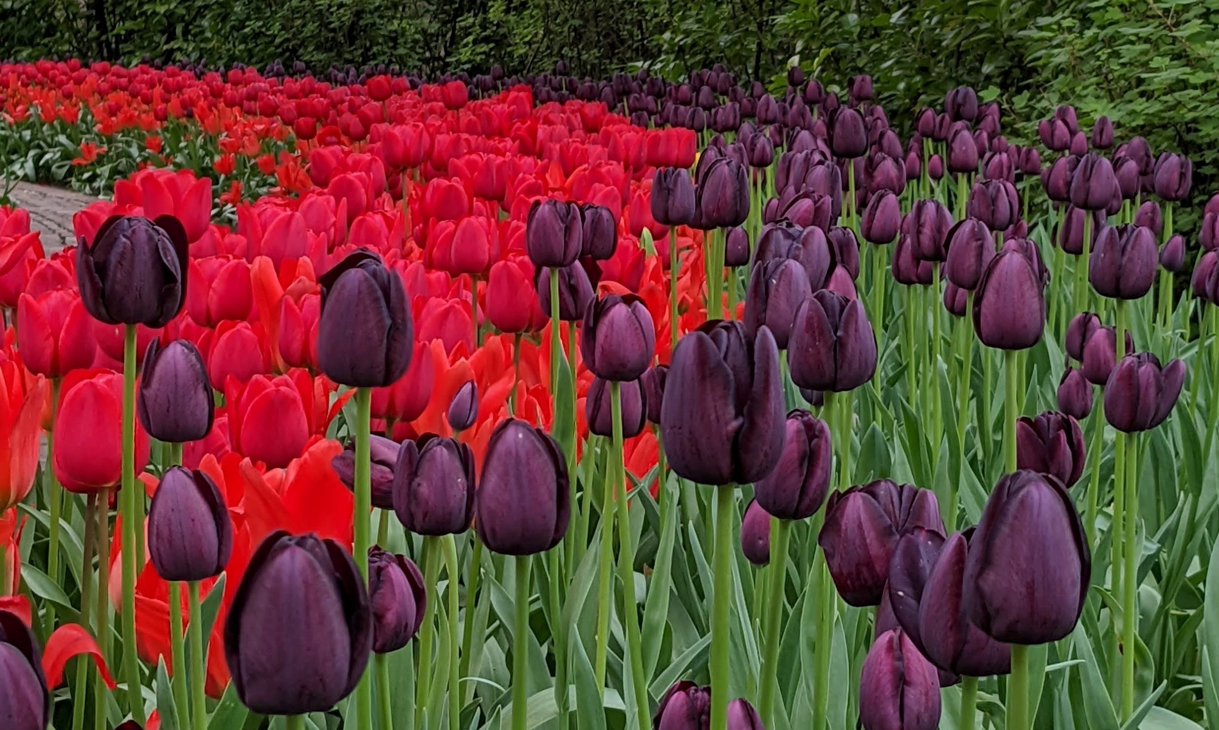 The Complete Guide to Tulip Festival in April at Keukenhof